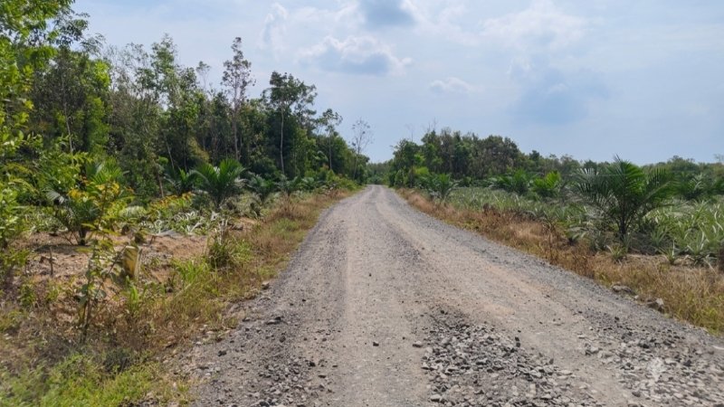 Perkebunan nanas milik warga di lokasi akses jalan KKKS Sele Raya Belida